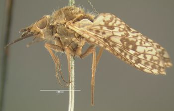Media type: image;   Entomology 12708 Aspect: habitus lateral view